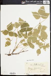 Rubus pubescens image