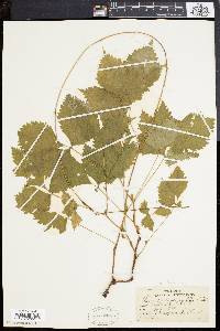 Rubus pubescens image