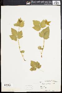 Rubus pubescens image