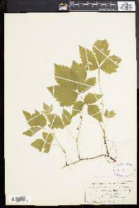 Rubus pubescens image