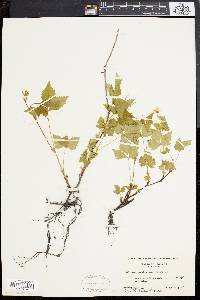 Rubus pubescens image