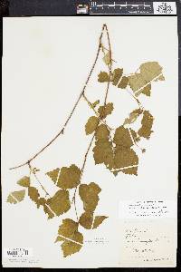 Rubus roribaccus image