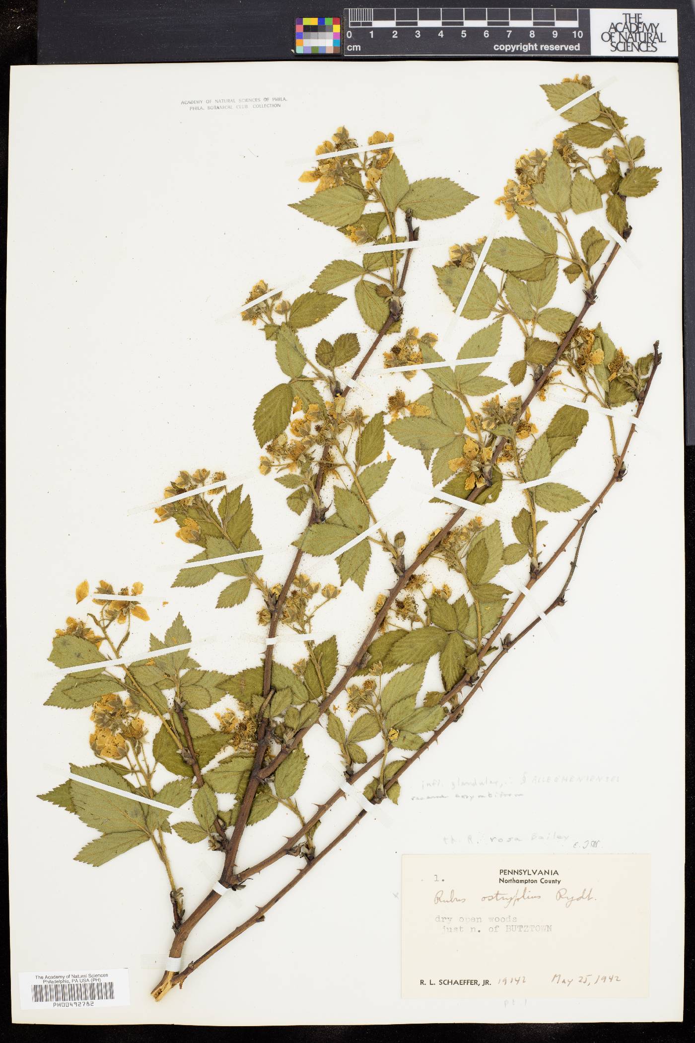 Rubus rosa image