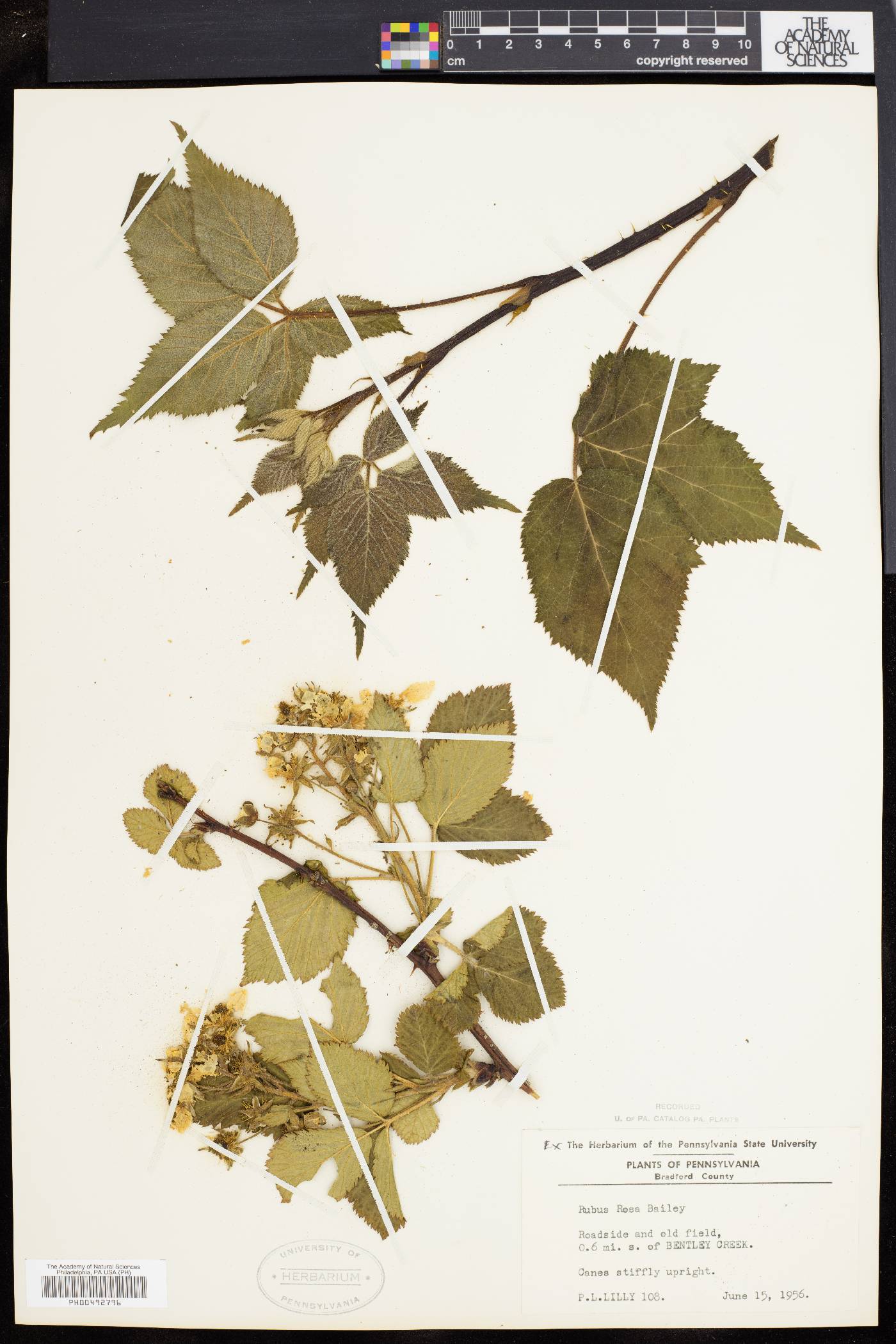 Rubus rosa image