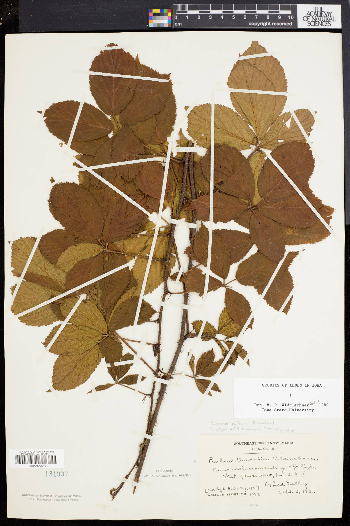 Rubus semisetosus image