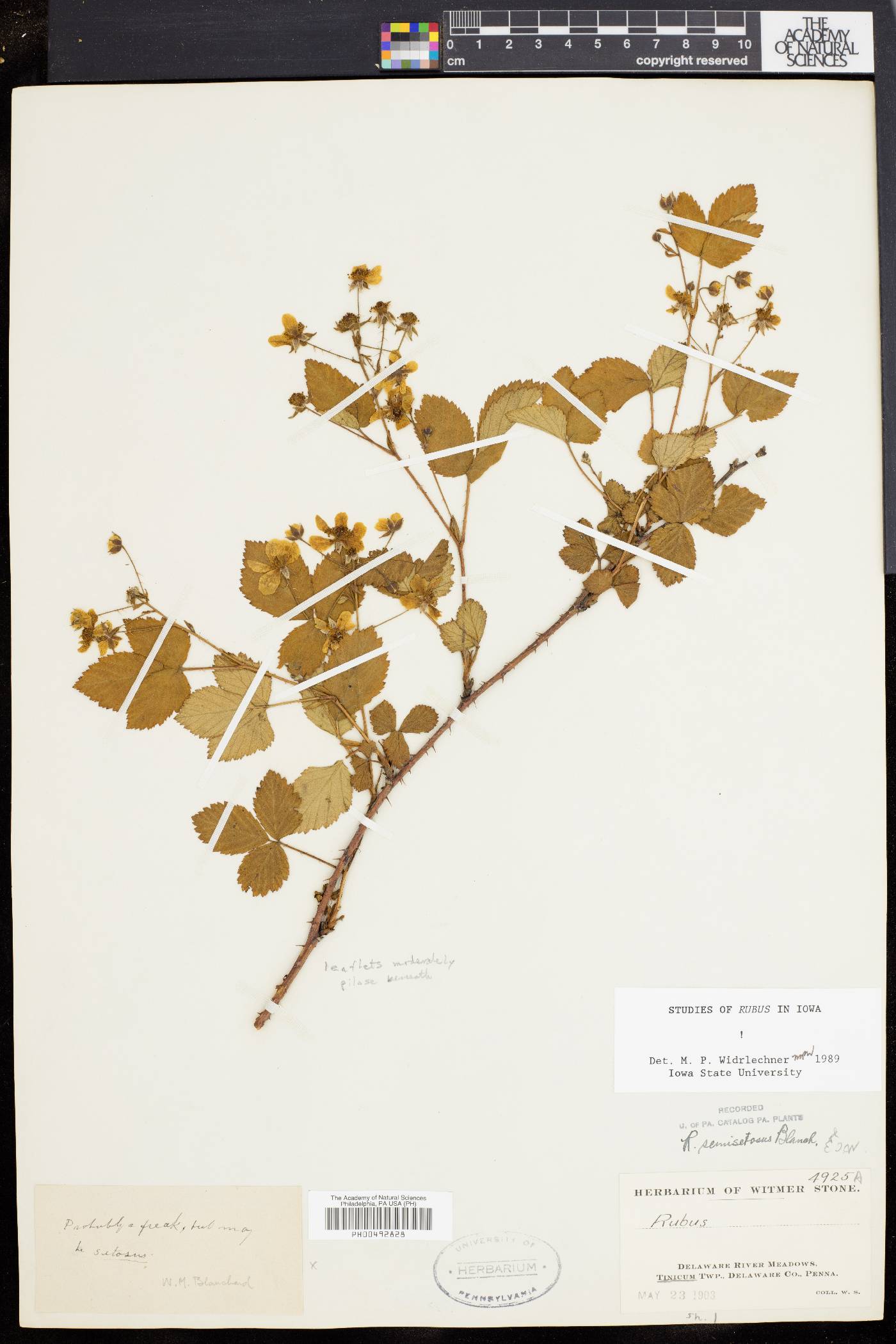 Rubus semisetosus image