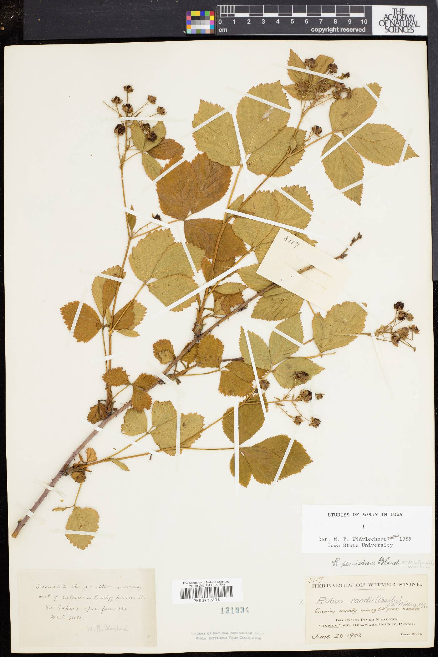 Rubus semisetosus image