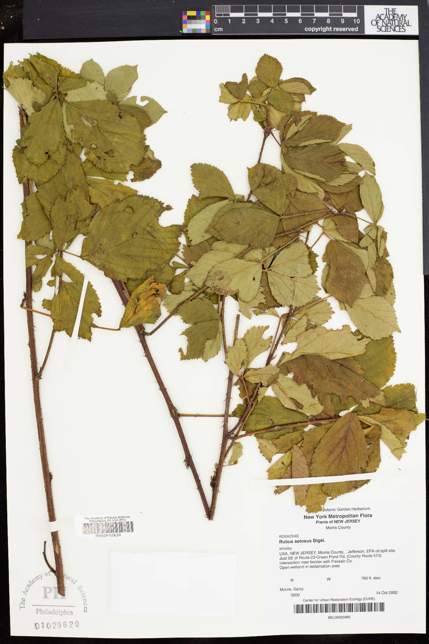 Rubus setosus image