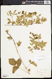 Image of Rubus steelei