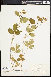 Rubus tardatus image