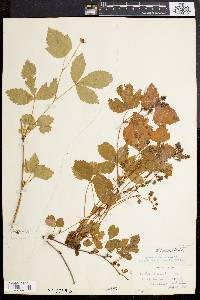 Rubus tardatus image