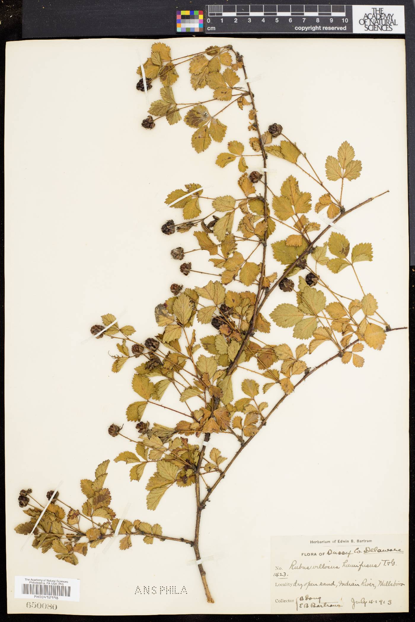 Rubus villosus image