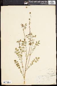 Sanguisorba canadensis image