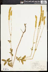 Sanguisorba canadensis image