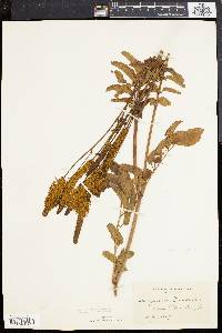 Sanguisorba canadensis image