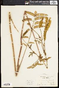 Sanguisorba canadensis image