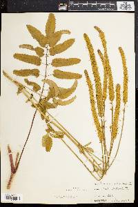 Sanguisorba canadensis image