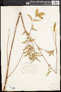 Sanguisorba canadensis image