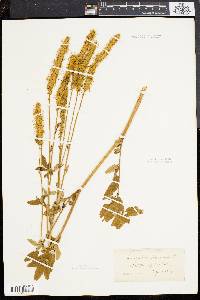 Sanguisorba canadensis image