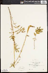 Sanguisorba canadensis image