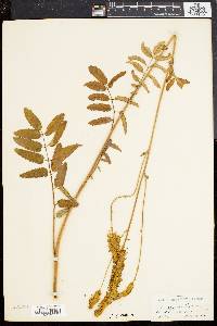 Sanguisorba canadensis image