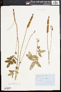 Sanguisorba canadensis image