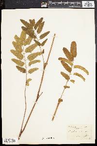 Sanguisorba canadensis image