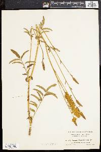 Sanguisorba canadensis image