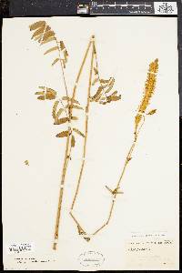 Sanguisorba canadensis image