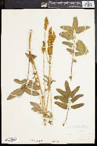 Sanguisorba canadensis image