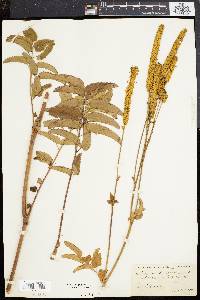 Sanguisorba canadensis image