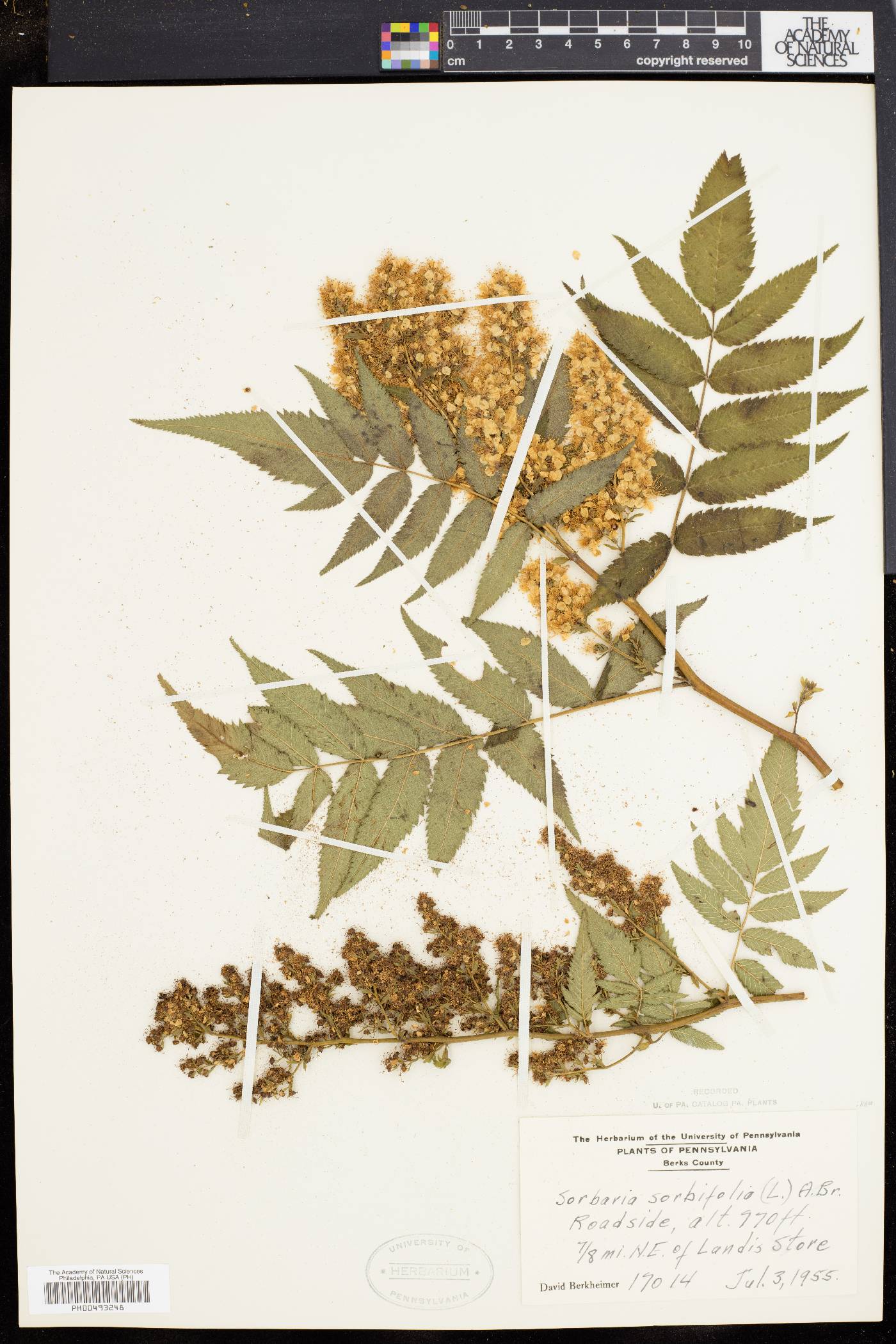 Sorbaria sorbifolia image