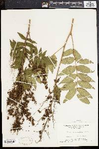 Sorbaria sorbifolia image