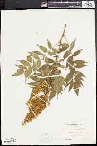 Sorbaria sorbifolia image