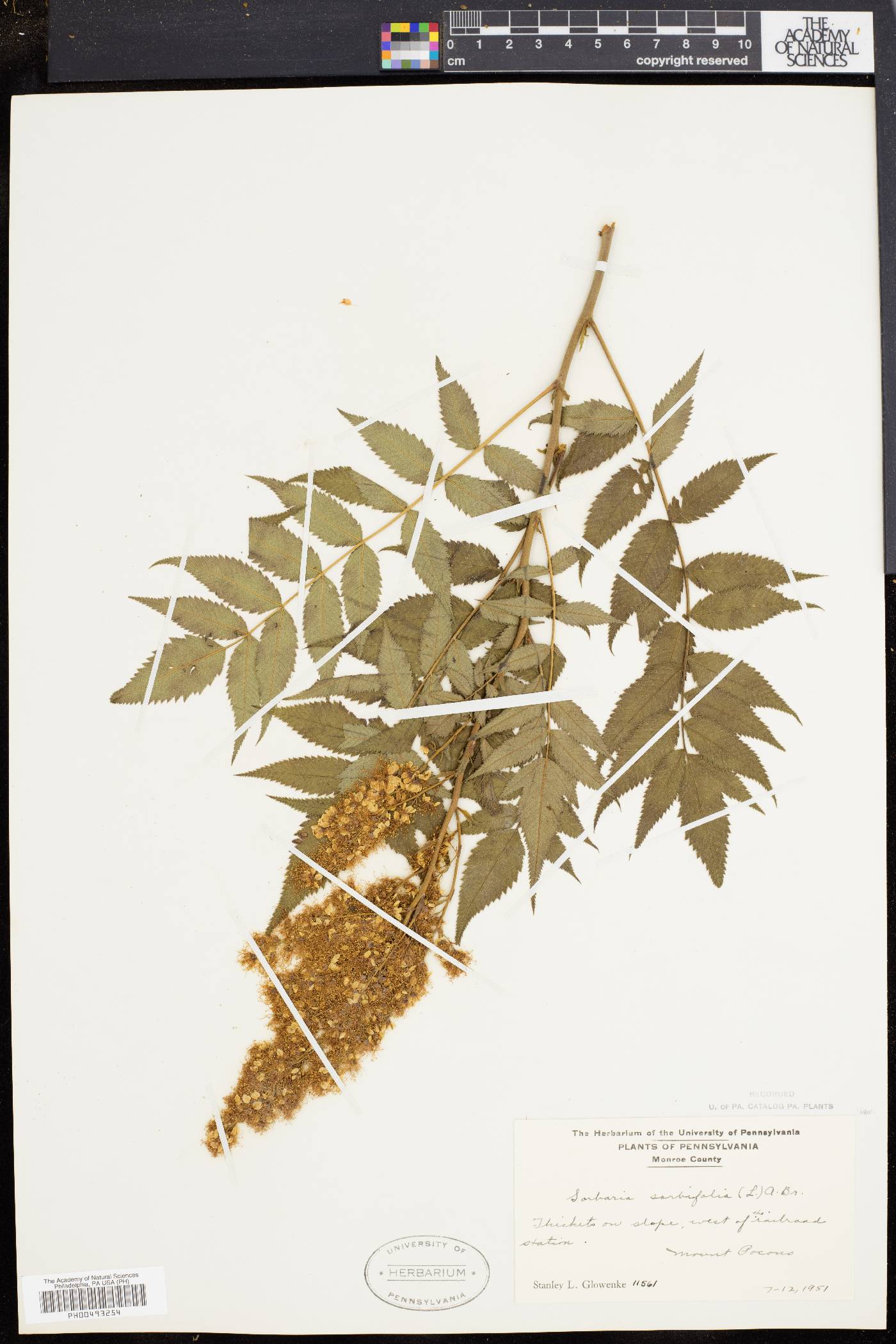 Sorbaria image