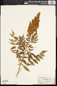 Sorbaria sorbifolia image