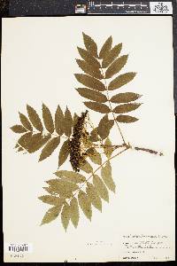 Sorbus americana image