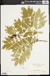 Sorbus americana image