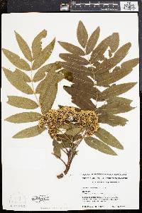 Sorbus americana image