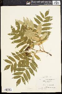 Sorbus americana image