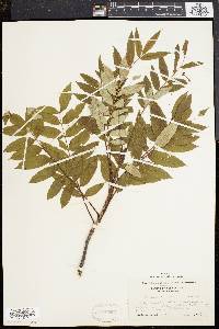 Sorbus americana image