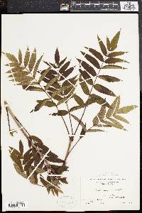 Sorbus americana image