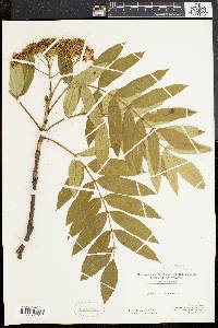 Sorbus americana image