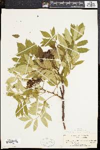 Sorbus americana image