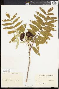 Sorbus americana image