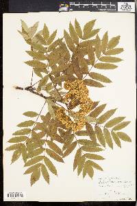 Sorbus americana image