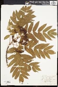 Sorbus americana image