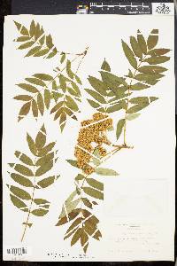 Sorbus americana image