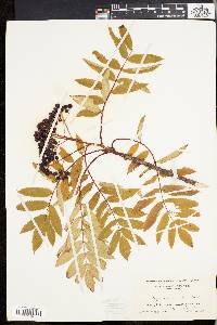 Sorbus americana image