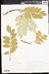 Sorbus decora image